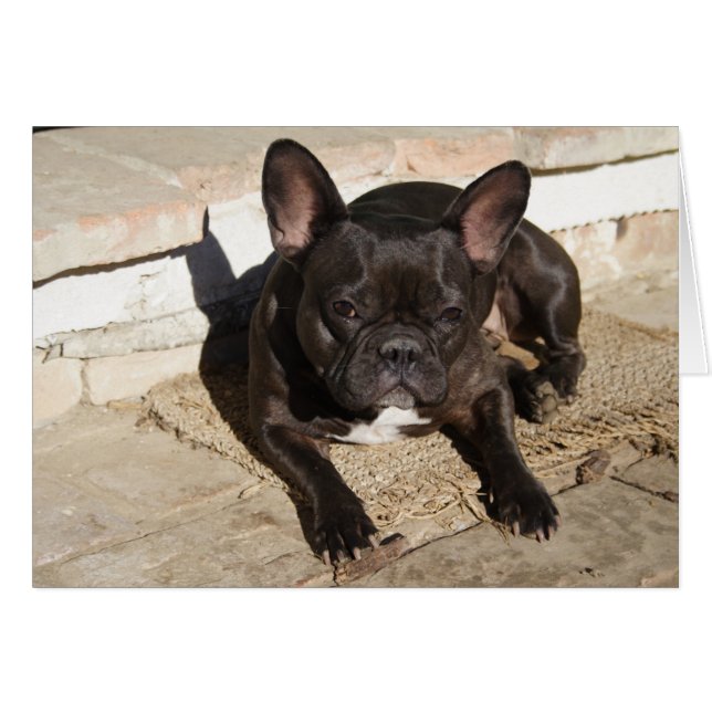 Cartão Grouchy French Bulddog (Frente horizontal)