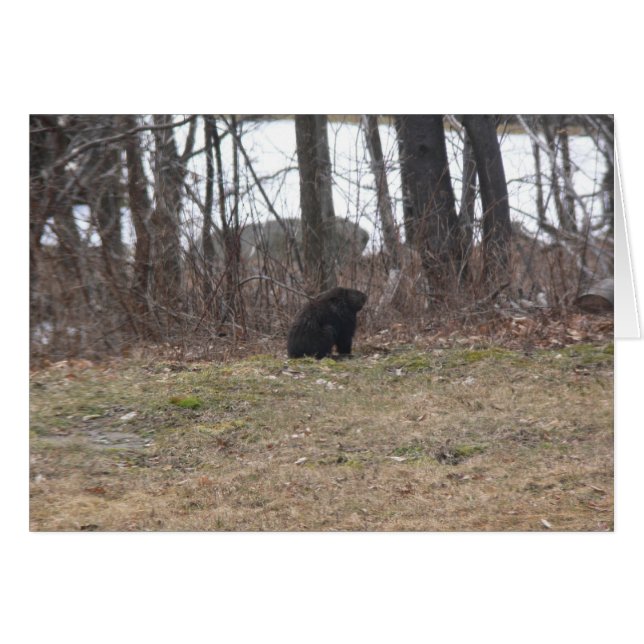 Cartão Groundhog examina a cena (Frente Horizontal)