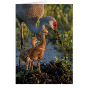 Cartão Grua-de-sandhill com filhotes, Flórida