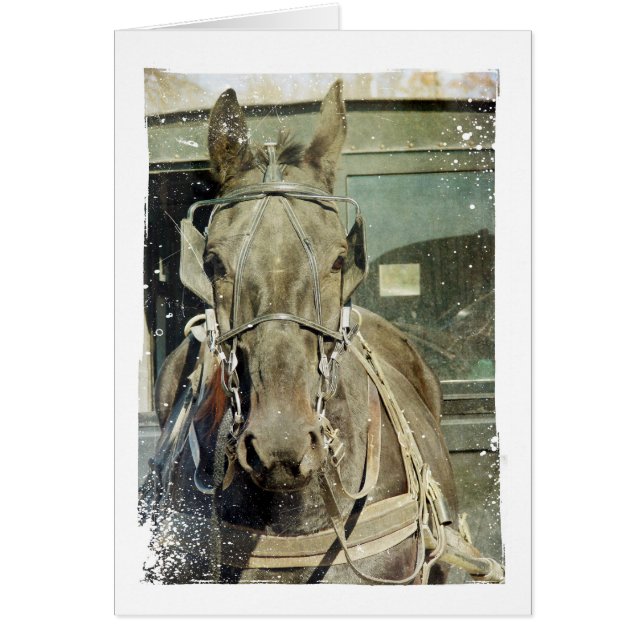 Cartão Grunge Amish Buggy Horse (Frente)