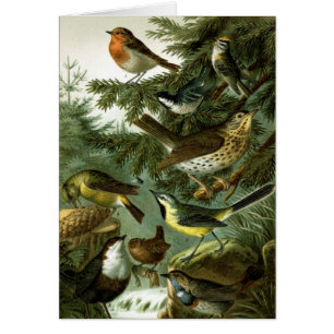 Cartão Grupo 3 do pássaro