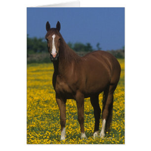 Cartão Grupo de Cavalos de raça pura