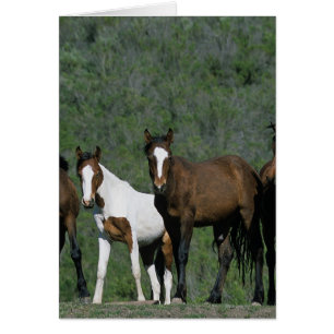 Cartão Grupo de Cavalos Selvagens Mustang