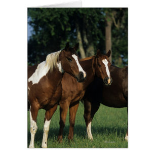 Cartão Grupo de estar dos cavalos da pintura