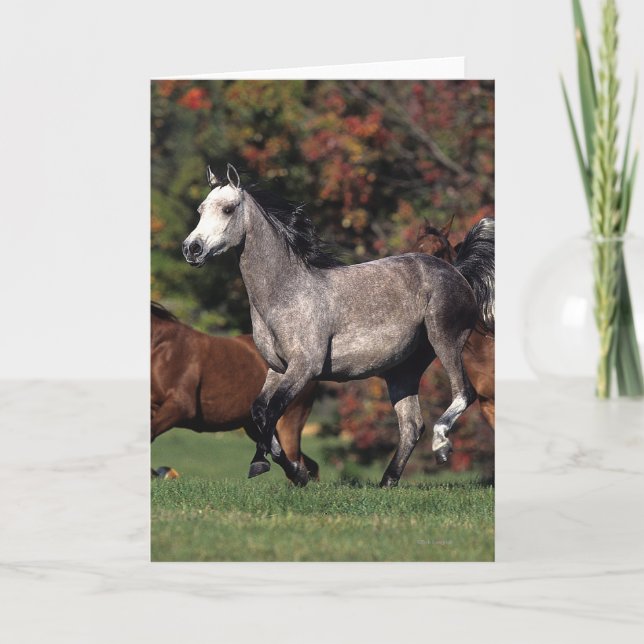 Cartão Grupo de funcionamento árabe dos cavalos (Frente)