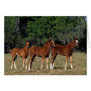 Cartão Grupo de potros do puro-sangue