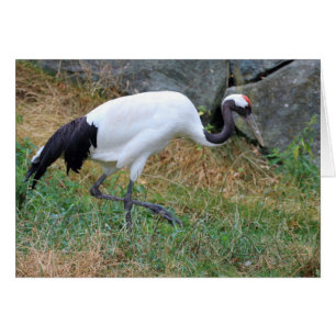Cartão Grus japonensis