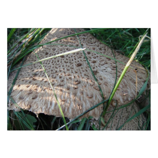 Cartão Grusskarte gemusterter Pilzhut, blanko (Frente Horizontal)