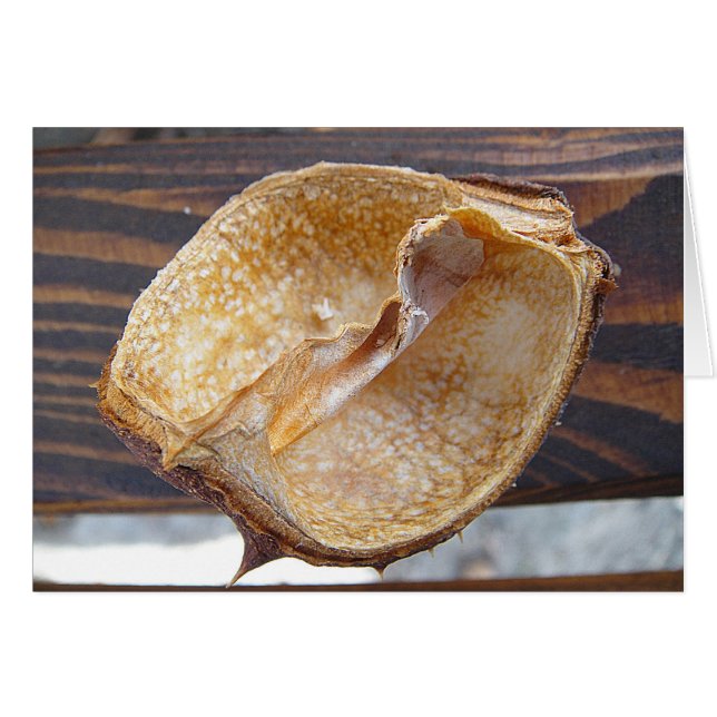 Cartão Grusskarte Kastanienschale, blanko (Frente Horizontal)