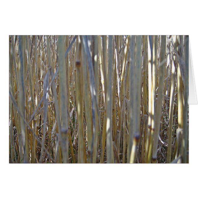 Cartão Grusskarte Kornstengel, cobertor, barra gestaltbar (Frente Horizontal)