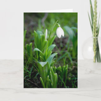 Cartão | Grusskarte Schneegloeckch de Snowdrop