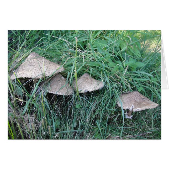 Cartão Grusskarte vier Pilzhüte, cobertor (Frente Horizontal)