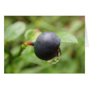 Cartão Grusskarte Waldheidelbeere mit Wassertropfen