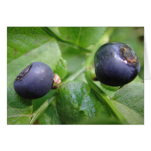 Cartão Grusskarte zwei Waldheidelbeeren, blanko