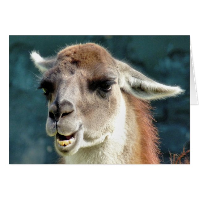 CARTÃO GUANACO (Frente Horizontal)