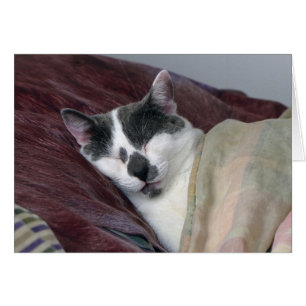 Cartão Guarda de Gatos