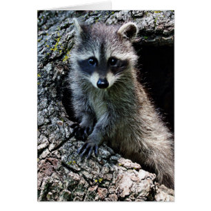 Cartão Guaxinim no antro