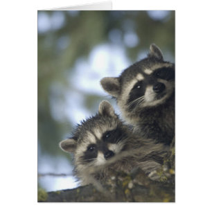 Cartão Guaxinins Procyon Lotor) de Fish Lake, Central