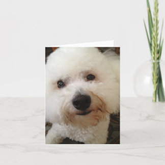 Cartão Gucci - Bichon Frise NoteCard