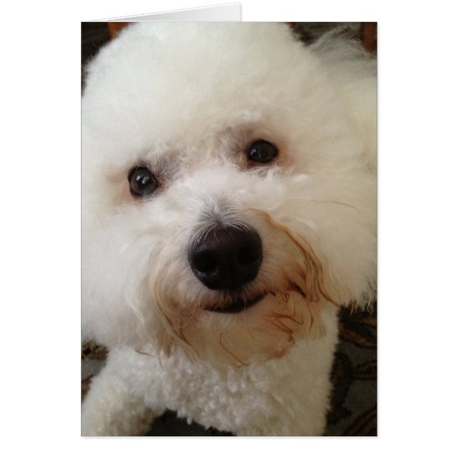 Cartão "Gucci" - um Bichon Frise Pup (Frente)