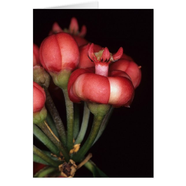 Cartão GUIANA FRANCESA: Globulifera do Symphonia (Frente)