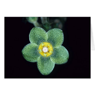 Cartão GUIANA FRANCESA: Gracieae de Matelea