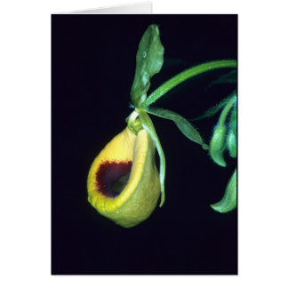 Cartão GUIANA FRANCESA: Palmifolium do Selenipedium