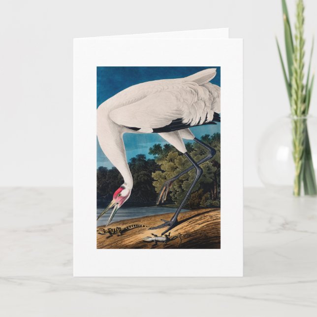 Cartão Guindaste de Hooping do americano de Audubon (Frente)