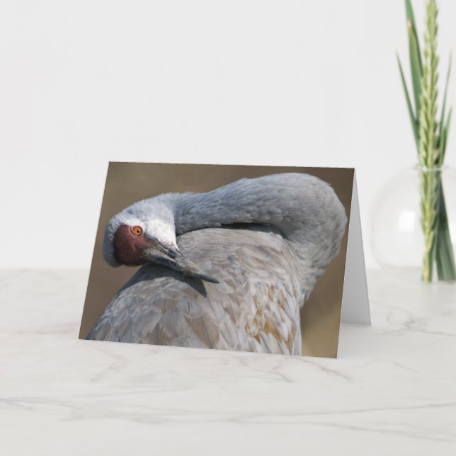 Cartão Guindaste de Sandhill em Bosque del Apache (Frente)