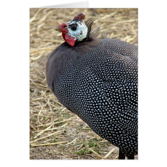 Cartão Guiné (Frente)