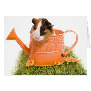 Cartão guinea pigs tem-se lawn
