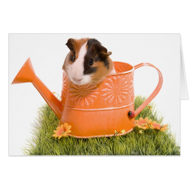 Cartão guinea pigs tem-se lawn (Frente Horizontal)