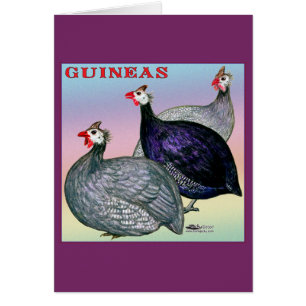 Cartão Guineas Three Fowl