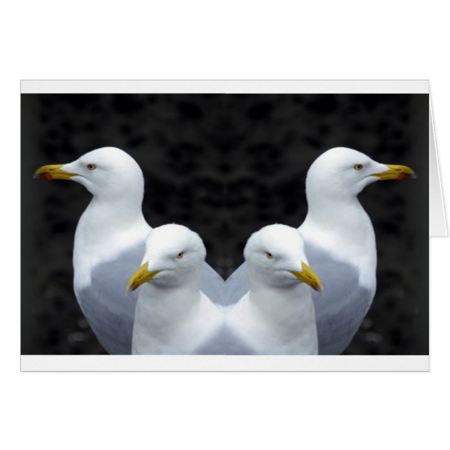 Cartão Gulls, Gulls, Gulls (Frente Horizontal)