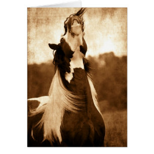 Cartão Gypsy Vanner