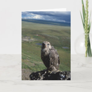 Cartão gyrfalcon, Falco rusticolus, juvenile