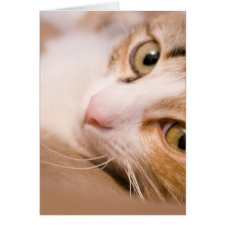 Cartão Gyro, o gato