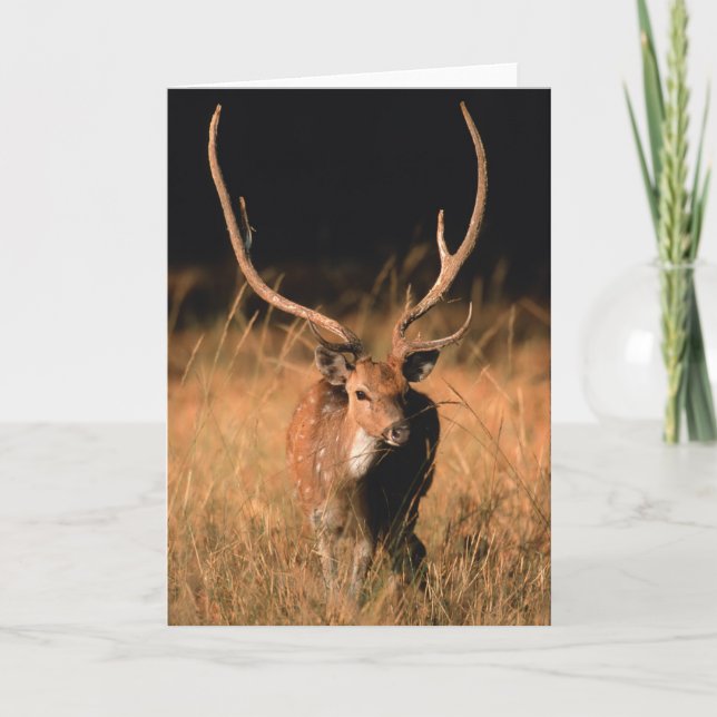 Cartão Habitat Natural Chital | Parque Nacional de Bandha (Frente)