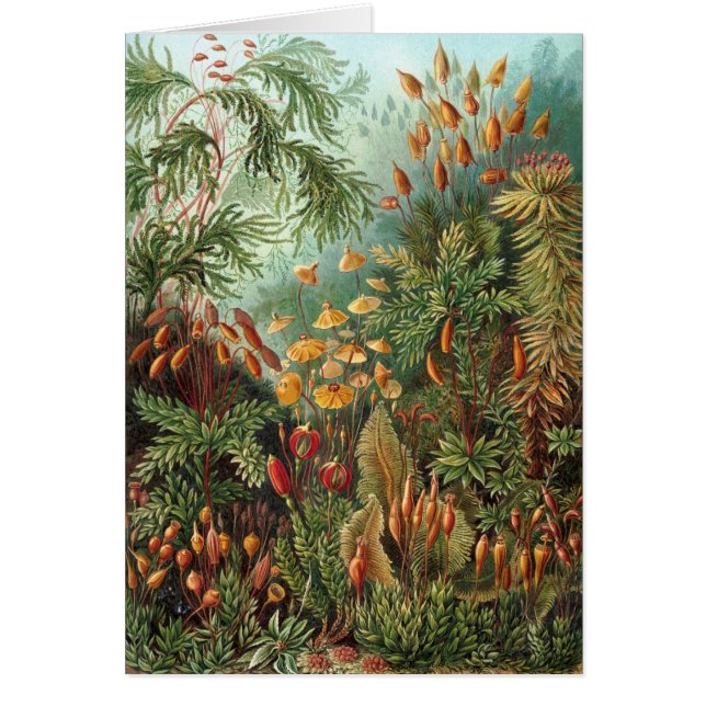 Cartão Haeckel (Frente)