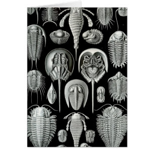 Cartão Haeckel Aspidonia