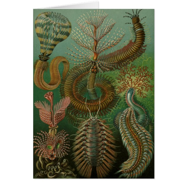 Cartão Haeckel Centipedes (Frente)
