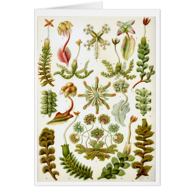 Cartão Haeckel_Hepaticae (Frente)