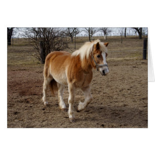 Cartão Haflinger
