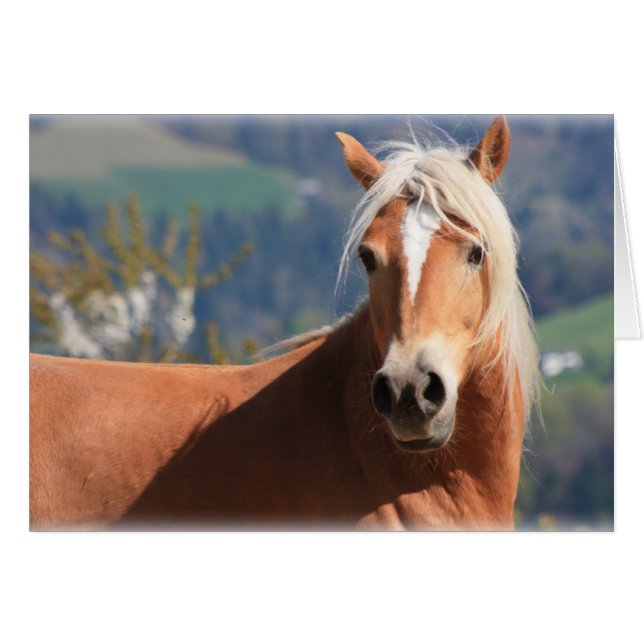 Cartão Haflinger Horse (Frente Horizontal)