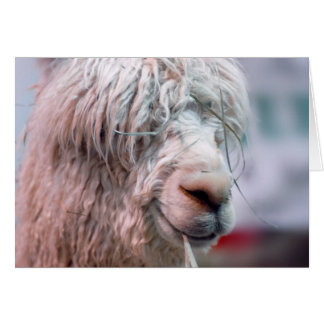 Cartão Hairy the Alpaca