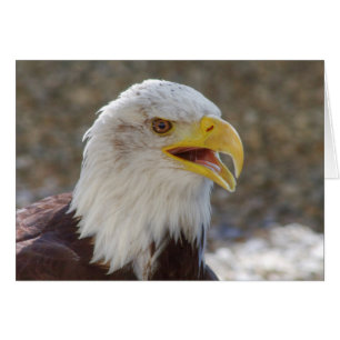 Cartão Haliaeetus leucocephalus