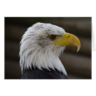 Cartão Haliaeetus leucocephalus