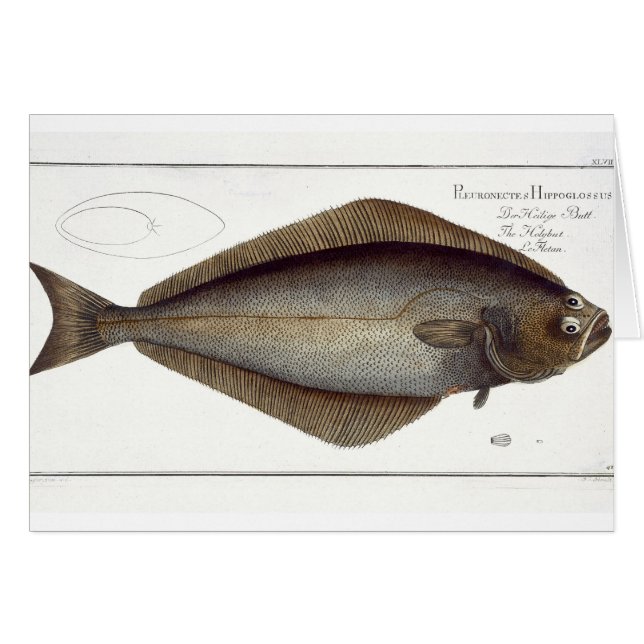 Cartão Halibut (Pleuronectes Hippoglossus), placa XLVII p (Frente Horizontal)