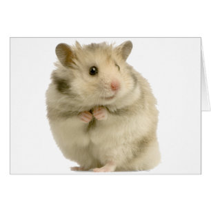 Cartão Hamster