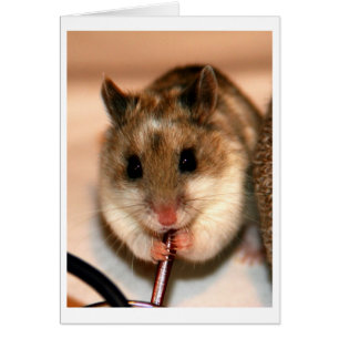 Cartão Hamster de Dwaf do chinês
